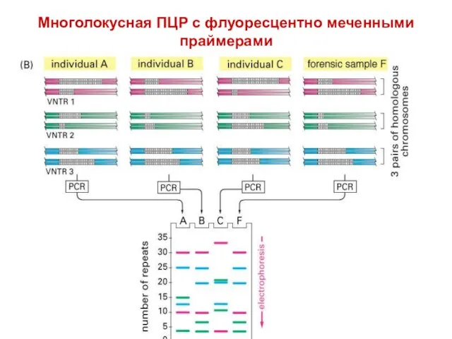 Многолокусная ПЦР с флуоресцентно меченными праймерами