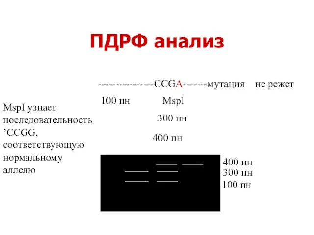 ПДРФ анализ ----------------CCGG-------норма режет ----------------CCGA-------мутация не режет 400 пн 300 пн