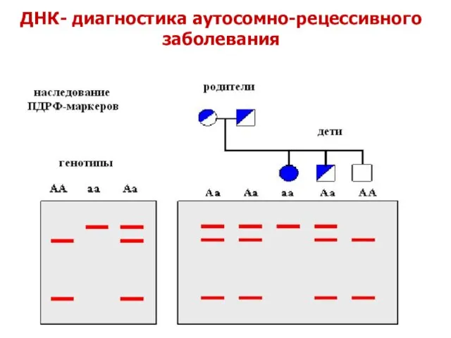 ДНК- диагностика аутосомно-рецессивного заболевания