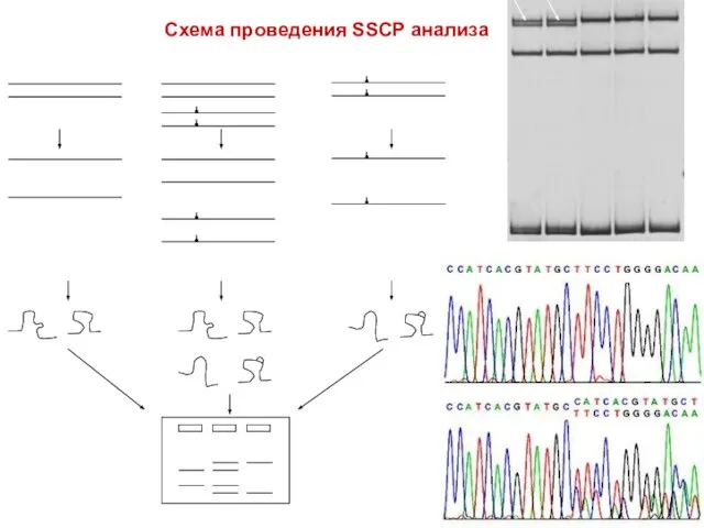 Схема проведения SSCP анализа