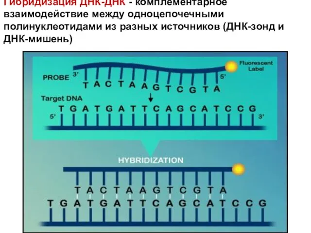 Гибридизация ДНК-ДНК - комплементарное взаимодействие между одноцепочечными полинуклеотидами из разных источников (ДНК-зонд и ДНК-мишень)