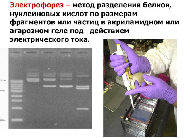 Электрофорез – метод разделения белков, нуклеиновых кислот по размерам фрагментов или