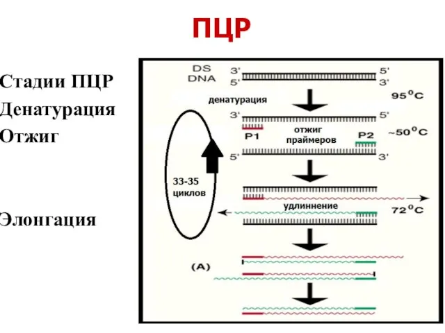 ПЦР Стадии ПЦР Денатурация Отжиг Элонгация