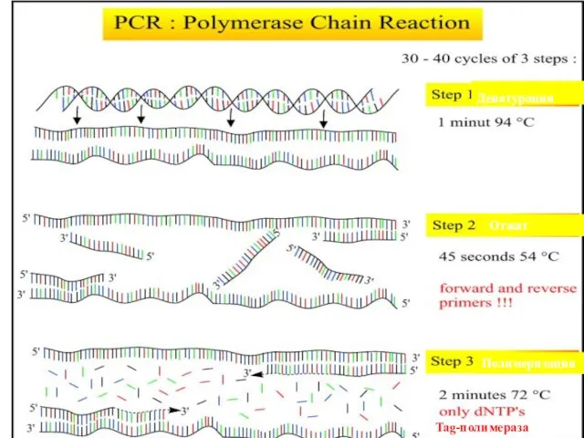 Денатурация Отжиг Полимеризация Tag-полимераза