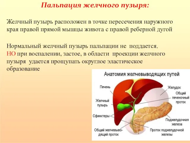 Пальпация желчного пузыря: Нормальный желчный пузырь пальпации не поддается. НО при