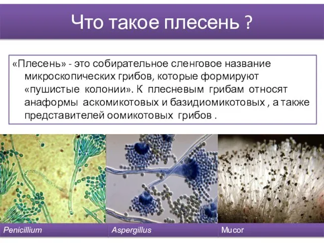 Что такое плесень ? «Плесень» - это собирательное сленговое название микроскопических