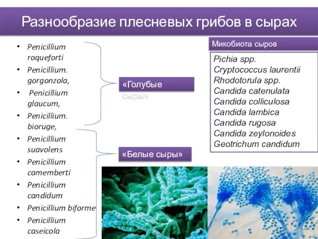 Разнообразие плесневых грибов в сырах Penicillium roqueforti Penicillium. gorgonzola, Penicillium glaucum,