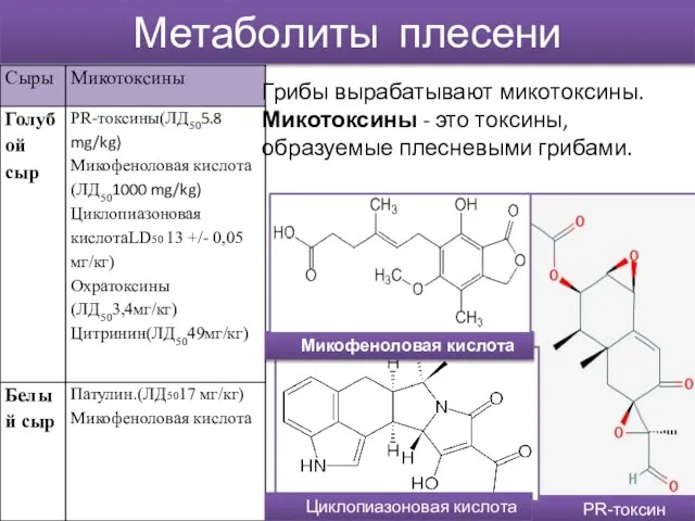 Метаболиты плесени Грибы вырабатывают микотоксины. Микотоксины - это токсины, образуемые плесневыми