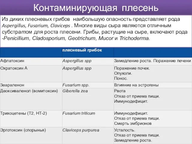 Контаминирующая плесень Из диких плесневых грибов наибольшую опасность представляет рода Aspergillus,