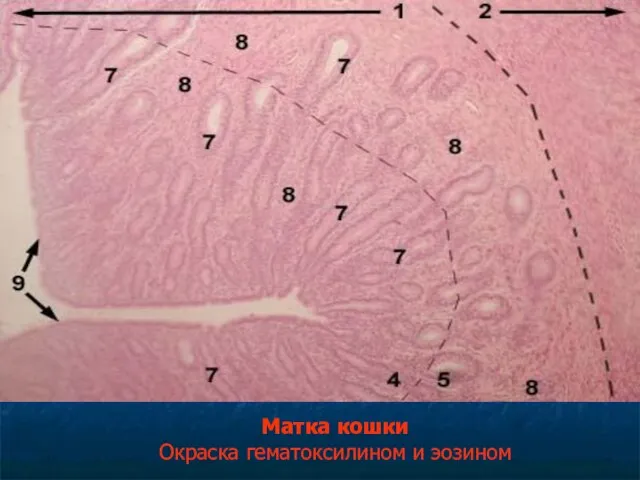 Матка кошки Окраска гематоксилином и эозином