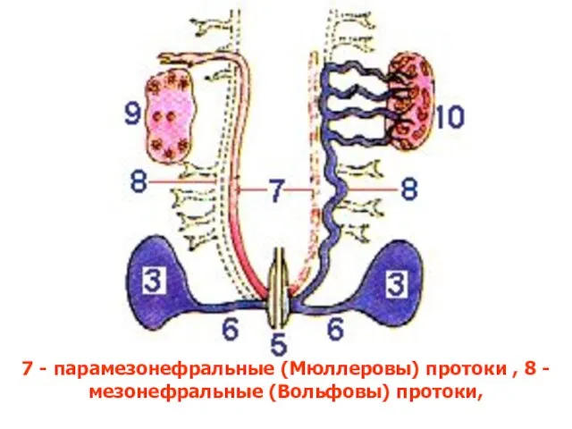 7 - парамезонефральные (Мюллеровы) протоки , 8 - мезонефральные (Вольфовы) протоки,