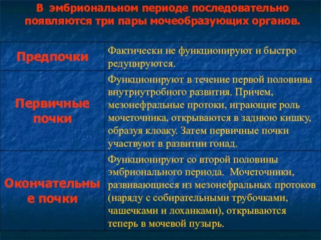 В эмбриональном периоде последовательно появляются три пары мочеобразующих органов.