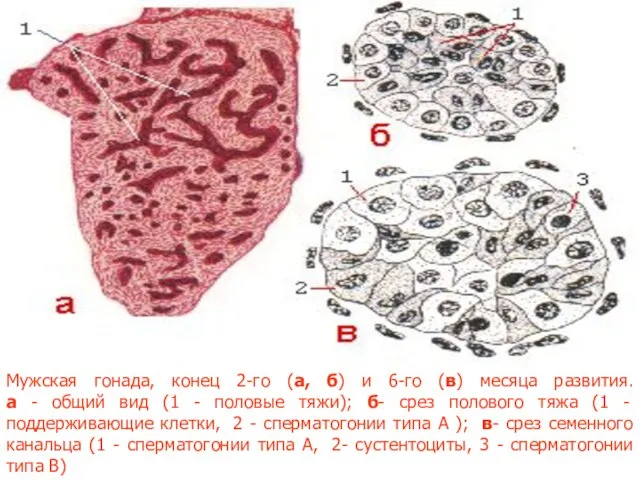 Мужская гонада, конец 2-го (а, б) и 6-го (в) месяца развития.