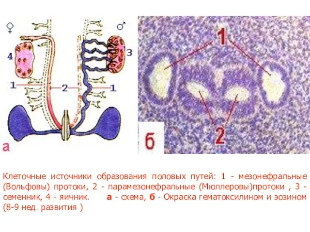 Клеточные источники образования половых путей: 1 - мезонефральные (Вольфовы) протоки, 2