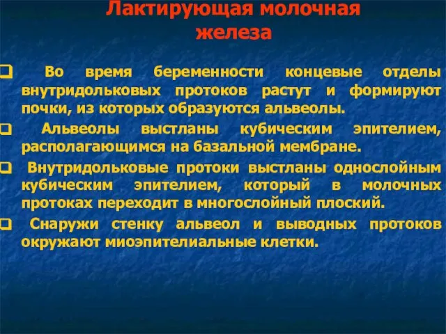 Лактирующая молочная железа Во время беременности концевые отделы внутридольковых протоков растут