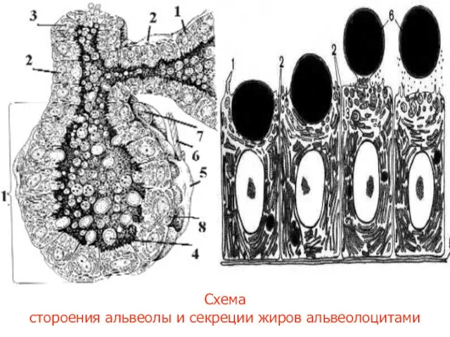 Схема стороения альвеолы и секреции жиров альвеолоцитами