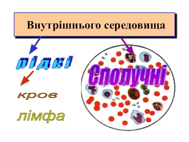 Внутрішнього середовища р і д к і кров лімфа Сполучні