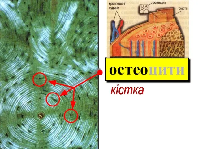 остеоцити остеоцити клітина кістка остеоцити