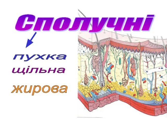 пухка щільна жирова Сполучні