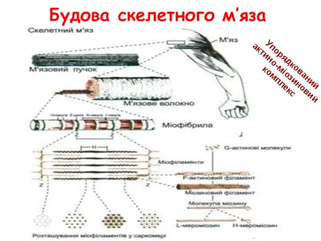 Будова скелетного м’яза Упорядкований актино-міозиновий комплекс