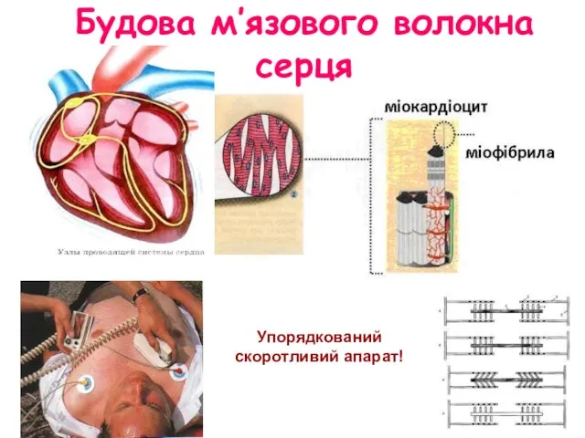 Будова м′язового волокна серця Упорядкований скоротливий апарат!