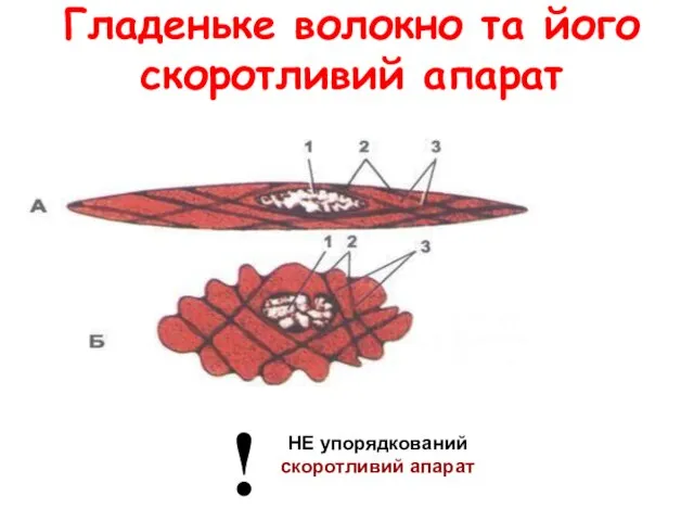 Гладеньке волокно та його скоротливий апарат НЕ упорядкований скоротливий апарат !