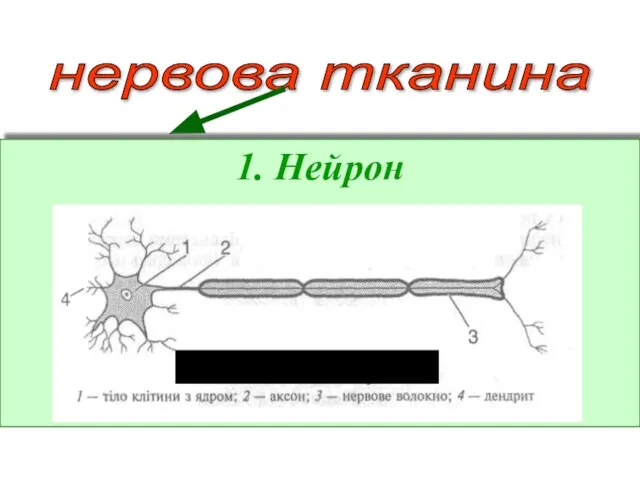 нервова тканина 1. Нейрон