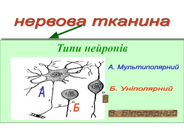 нервова тканина Типи нейронів А. Мультиполярний А Б Б. Уніполярний В В. Біполярний