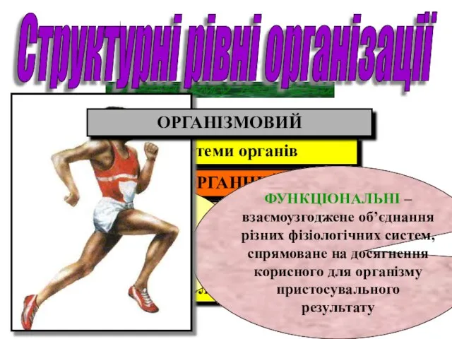 організму людини Структурні рівні організації Молекулярний Клітинний Тканинний ОРГАННИЙ Системи органів