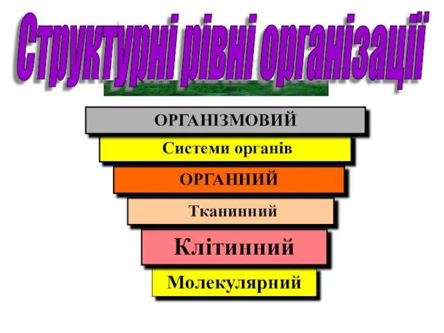 організму людини Структурні рівні організації Молекулярний Клітинний Тканинний ОРГАННИЙ Системи органів ОРГАНІЗМОВИЙ