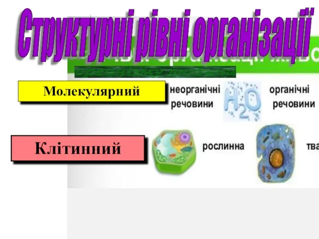 організму людини Структурні рівні організації Молекулярний Клітинний