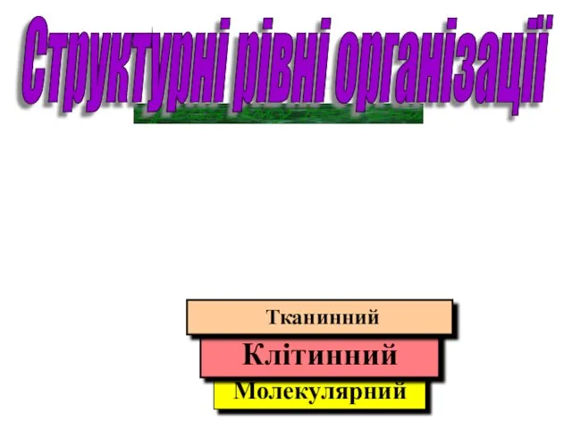 організму людини Структурні рівні організації Молекулярний Клітинний Тканинний