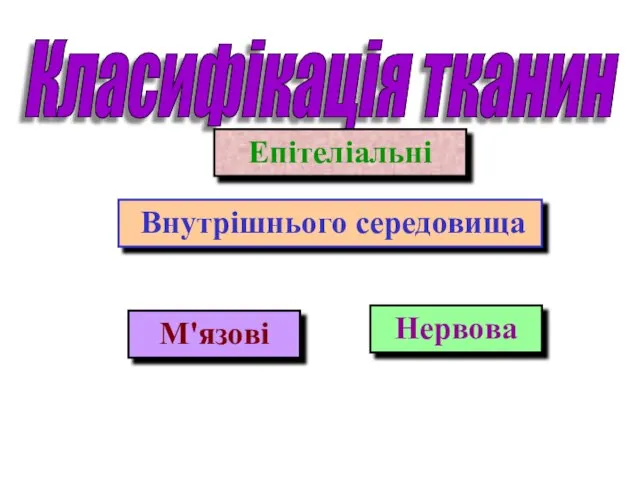 Класифікація тканин Епітеліальні Внутрішнього середовища М'язові Нервова