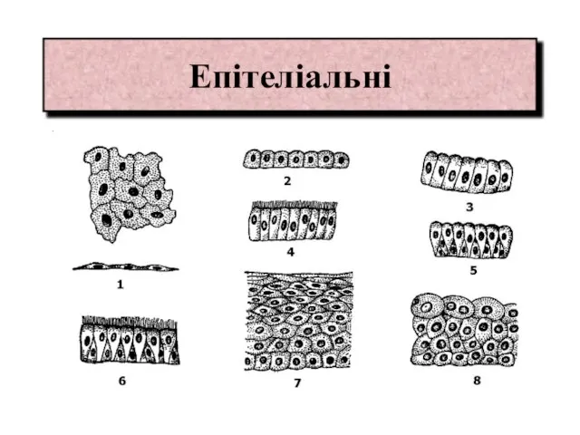 Епітеліальні