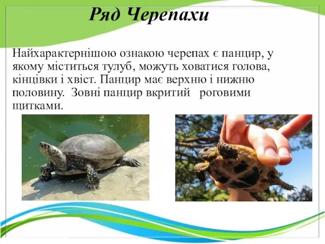 Ряд Черепахи Найхарактернішою ознакою черепах є панцир, у якому міститься тулуб,