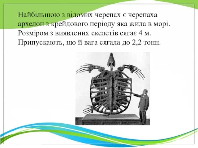 Найбільшою з відомих черепах є черепаха архелон з крейдового періоду яка