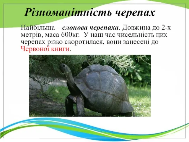 Найбільша – слонова черепаха. Довжина до 2-х метрів, маса 600кг. У