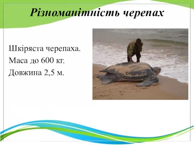 Різноманітність черепах Шкіряста черепаха. Маса до 600 кг. Довжина 2,5 м.