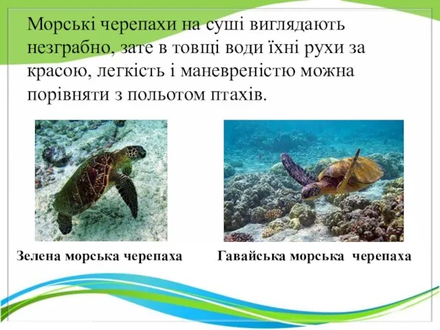 Гавайська морська черепаха Зелена морська черепаха Морські черепахи на суші виглядають