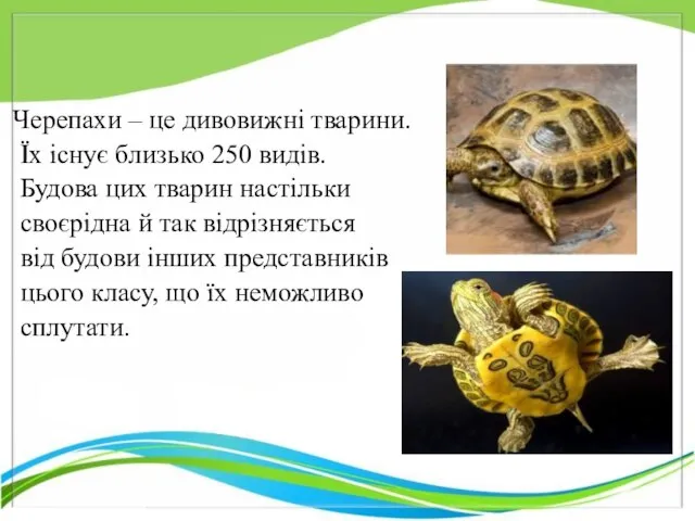 Черепахи – це дивовижні тварини. Їх існує близько 250 видів. Будова