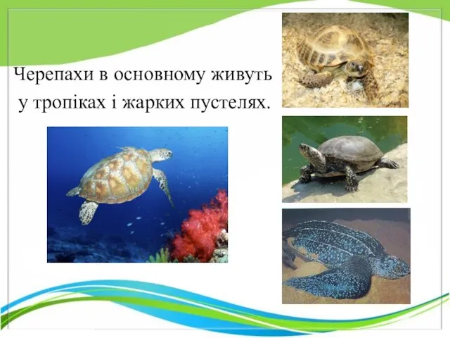 Черепахи в основному живуть у тропіках і жарких пустелях.