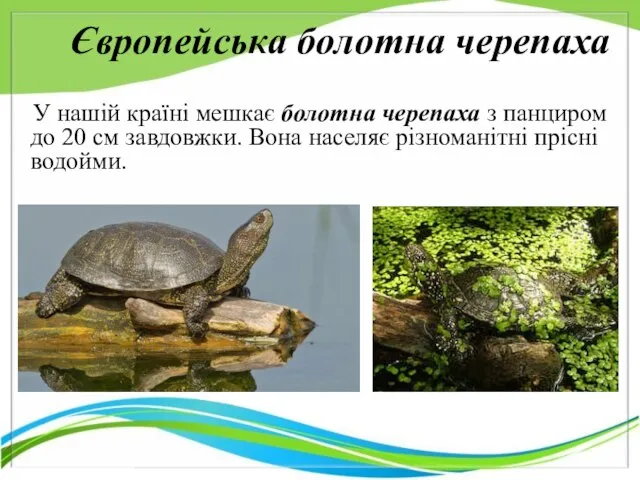 Європейська болотна черепаха У нашій країні мешкає болотна черепаха з панциром