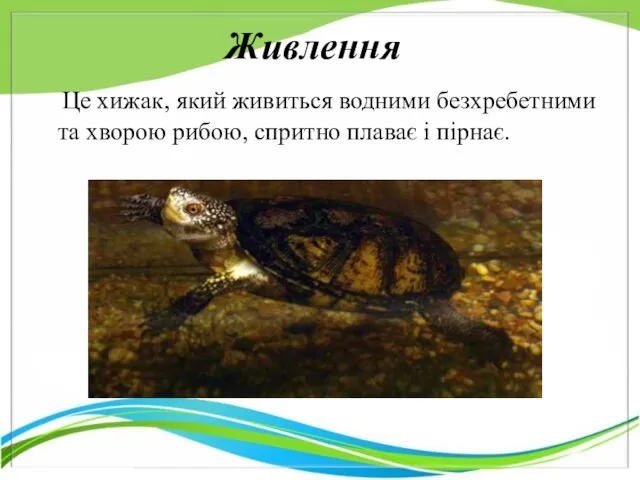 Це хижак, який живиться водними безхребетними та хворою рибою, спритно плаває і пірнає. Живлення