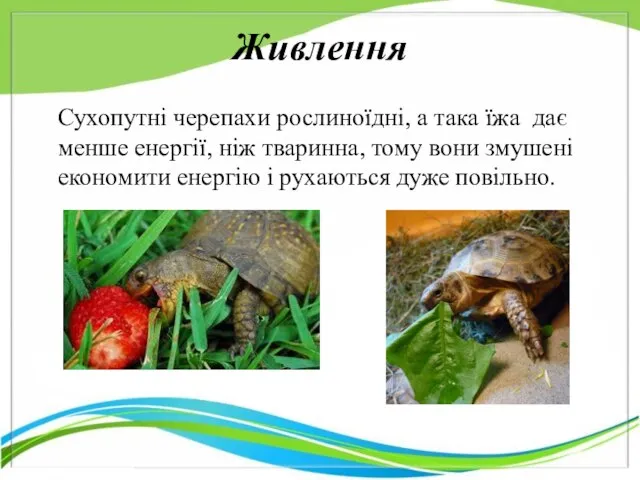 Живлення Сухопутні черепахи рослиноїдні, а така їжа дає менше енергії, ніж