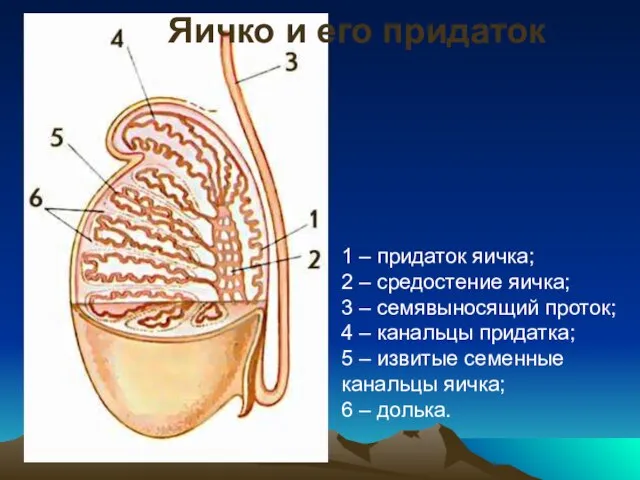 1 – придаток яичка; 2 – средостение яичка; 3 – семявыносящий