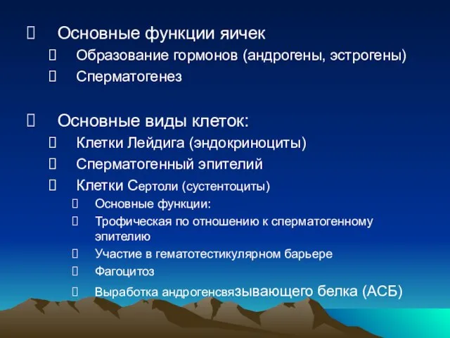 Основные функции яичек Образование гормонов (андрогены, эстрогены) Сперматогенез Основные виды клеток: