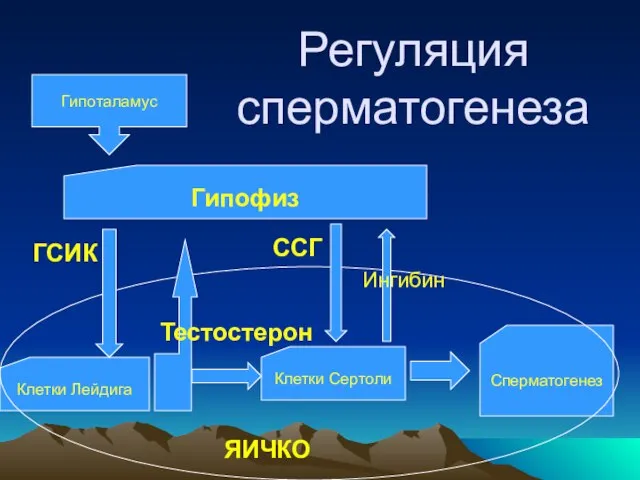 Регуляция сперматогенеза Гипофиз Клетки Лейдига Клетки Сертоли Сперматогенез ЯИЧКО ГСИК ССГ Тестостерон Ингибин Гипоталамус