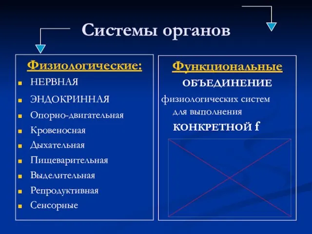 Системы органов Физиологические: НЕРВНАЯ ЭНДОКРИННАЯ Опорно-двигательная Кровеносная Дыхательная Пищеварительная Выделительная Репродуктивная