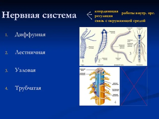 Нервная система Диффузная Лестничная Узловая Трубчатая 1 2 1 2 3 4