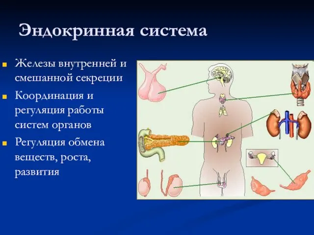 Эндокринная система Железы внутренней и смешанной секреции Координация и регуляция работы